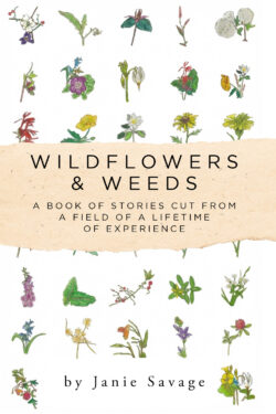 Wildflowers & Weeds